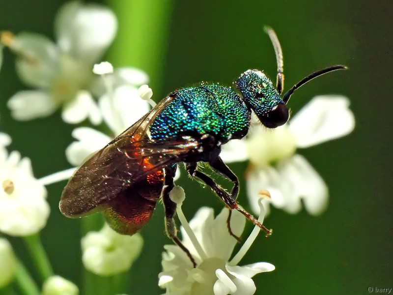 Hedychrum gerstaeckeri Chevrier, 1869